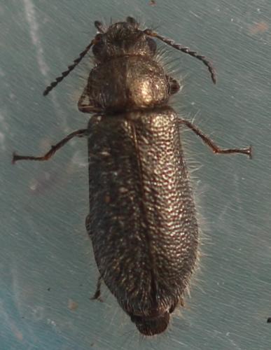 Aplocnemus jejunus